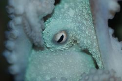 Octopus macro taken in Roatan Honduras with nikon d70 Slr... by Lawrence Babcock 
